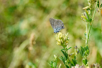 butterfly on a grass