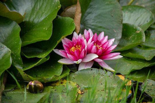 Two pink water lily lotus flowers and green round leaves on a pond. High quality photo
