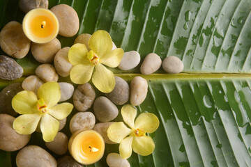 yellow orchid with stones with big leaves with wet drop background.
