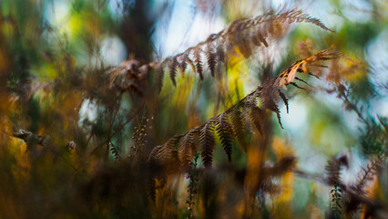 Fougères aux teintes flétries, photographiées dans la forêt des Landes de Gascogne, en période hivernale