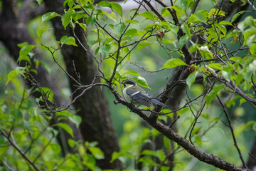 こどものシジュウカラ