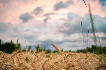 Golden wheat field under dramatic sky