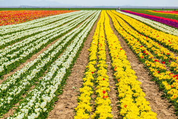 A magical landscape with blue sky over tulip field in KONYA TURKEY. colorful flowers