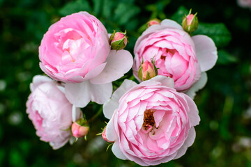 Large green bush with fresh vivid pink roses, smaller blooms and green leaves in a garden in a...
