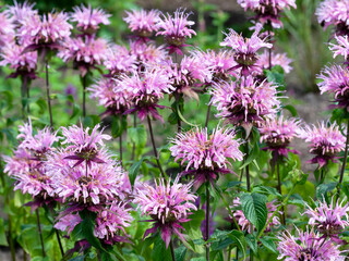Monarda Beauty of Cobham flowering in a garden