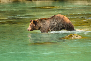 Brown bear (Ursus arctos) hunting for salmon in a river in eastern Alaska