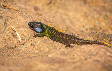 Close up of a Tenerife lizard (Gallotia galloti) adult male lying in the sun on a rock
