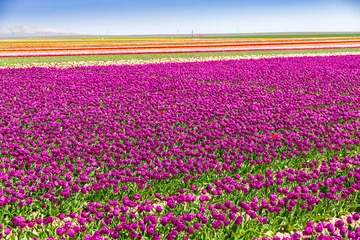 Tuinposter A magical landscape with blue sky over tulip field in KONYA TURKEY. colorful flowers © Birol