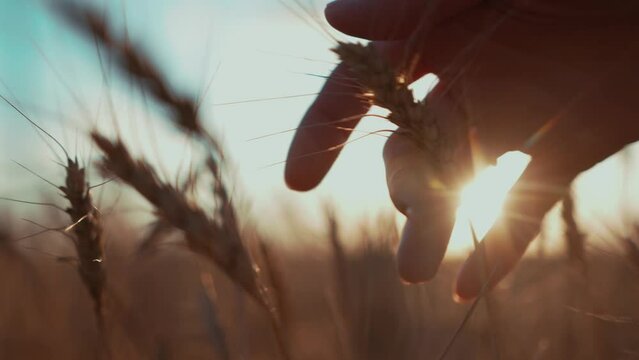A woman tenderly touches ripe wheat ears grown with her own hands. A farmer is ready to gather the harvest. Cultivation crops and agriculture concept of Ukraine. Love and pride for the motherland. 