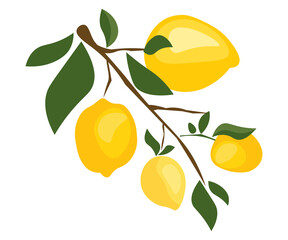 yellow ripe sour juicy lemon on a branch with leaves healthy food