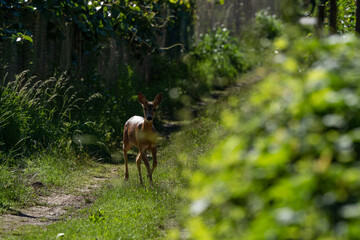Naklejka na ściany i meble young female roe deer on a path in the forest