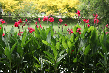 Red canna flowers garden by the pond in the park on a  sunny day