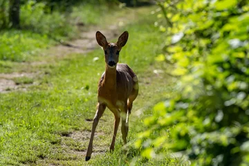 Plexiglas foto achterwand young female roe deer on a path in the forest © Fabiano