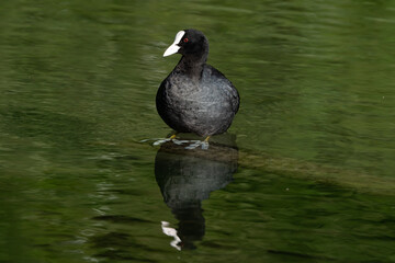 great crested grebe