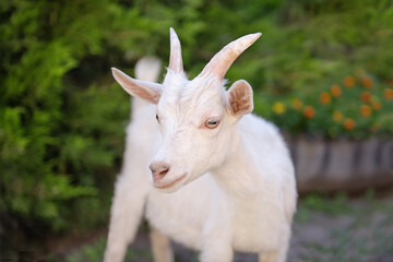 Portrait of a white goat with horns in nature.