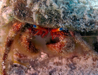 Fototapeta na wymiar A Hermit Crab (Dardanus sp.) in Cozumel. Mexico