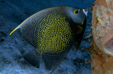 A French Angelfish (Pomacanthus paru) in Cozumel, Mexico