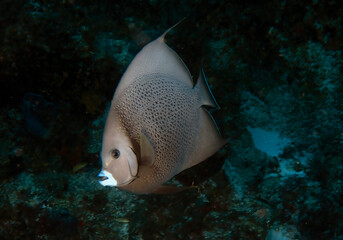 A Gray Angelfish (Pomacanthus arcuatus) in Cozumel, Mexico