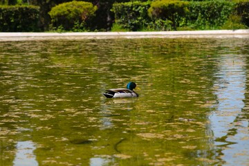 a single duck in the lake