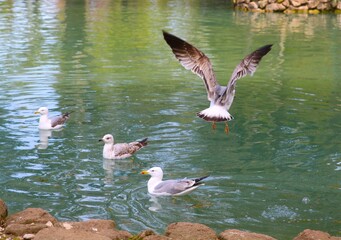 ducks and pelicans at the lake
