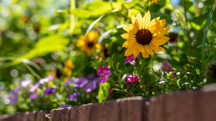 花壇のひまわりがお出迎え