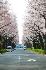 桜で満開の立川市街地の風景6