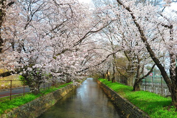 Fototapeta premium 桜で満開の玉川上水の風景11