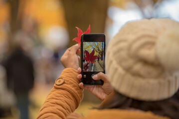 Traveler tourist  taking a photograph of maple leaf in autumn season from mobile phone.