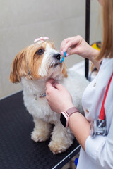 Grooming the Shih Tzu dog