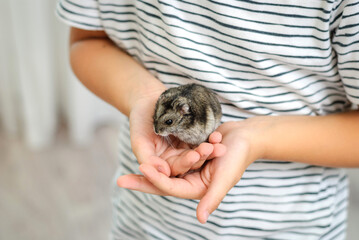 children's hands holding a hamster, close-up