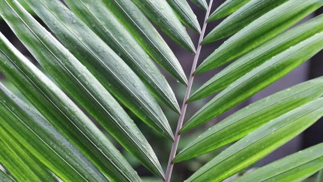 Tropical coconut leaves swaying in the wind with raindrops and dew, summer background.