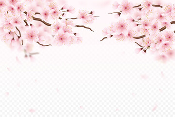 Sakura cherry blossom. 3d overlay flower tree, transparent japanese spring pink landscape, realistic nature. floral branches, wedding invitation decor with copy space. Vector isolated poster