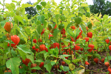 Physalis alkekengi, bladder cherry close-up shrub plant in bright orange red colors