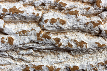 bark of a tree