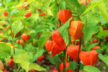 Physalis alkekengi, bladder cherry close-up shrub plant in bright orange red colors - obrazy, fototapety, plakaty