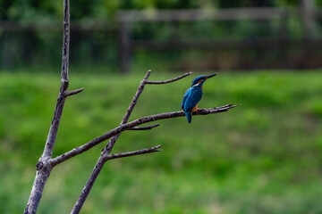 kingfisher on the branch