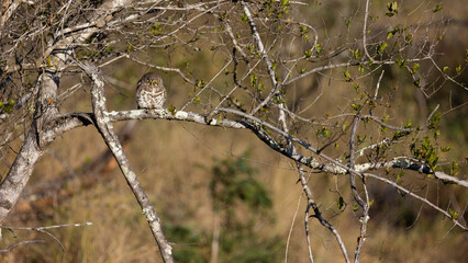 a barred owlet warming up in the sun