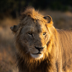 Male lion in the golden hour