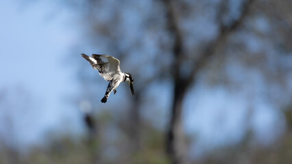 Pied kingfisher hovering in the air
