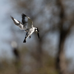Pied kingfisher hovering in the air