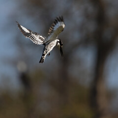 Pied kingfisher hovering in the air