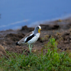 A white-crowned lapwing at a waterhole