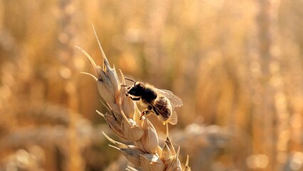 A honey bee sits on a ripe ear of wheat. Pollination. A field of ears of corn - obrazy, fototapety, plakaty