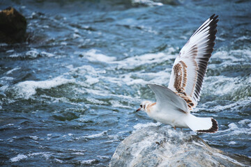 Seagull chick flaps its wings trying take off from stone.