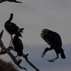 African Open bill stork roosting in a dead tree