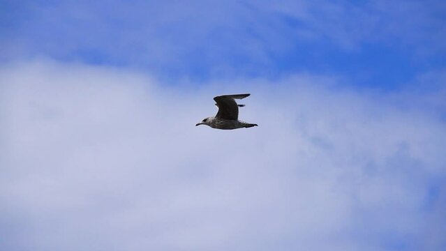 baltic gray-white seagull slowly flies against the sky. slow motion