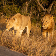Mating pair of lions in golden light