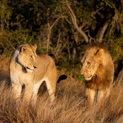 Mating pair of lions in golden light