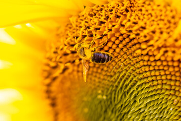 Honey bee collecting pollen and nectar on a sunflower closeup