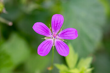 A small forest pink flower against a green blurred background